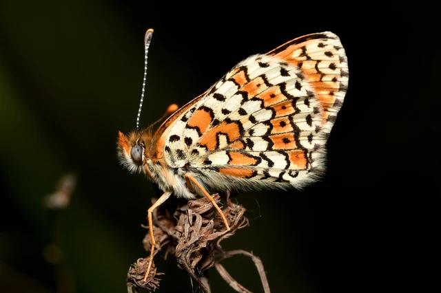 Melitaea cinxia - réti tarkalepke