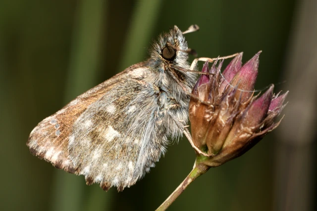Carcharodus alceae - mályva-busalepke