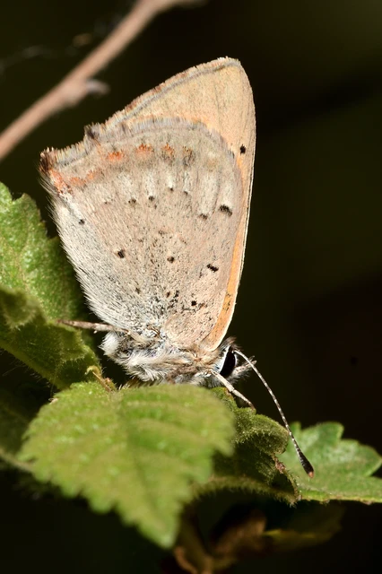 Lycaena phlaeas - közönséges tűzlepke