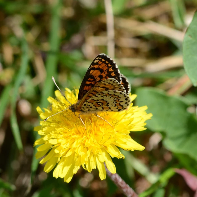 Melitaea trivia - kis tarkalepke
