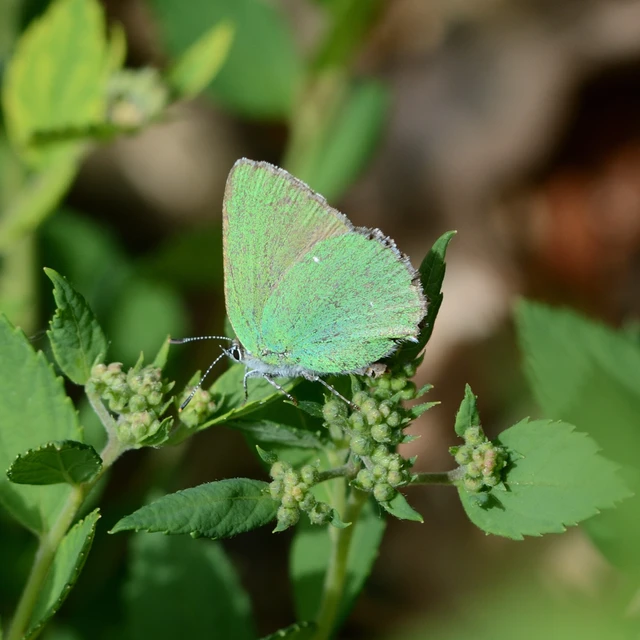 Callophrys rubi - zöldfonákú lepke