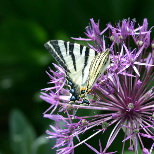 Iphiclides podalirius - kardoslepke