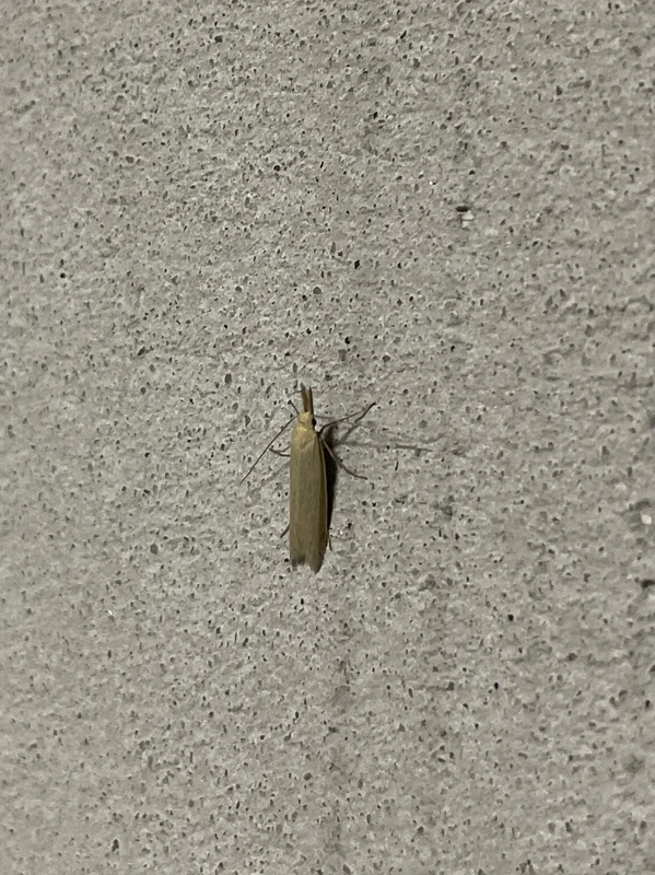 Pleurota pyropella - tüzes csíkosmoly