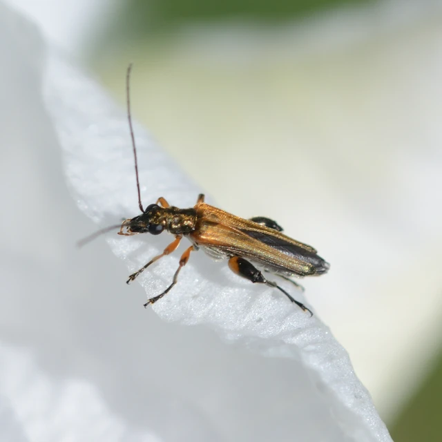 Oedemera podagrariae - székfű-álcincér