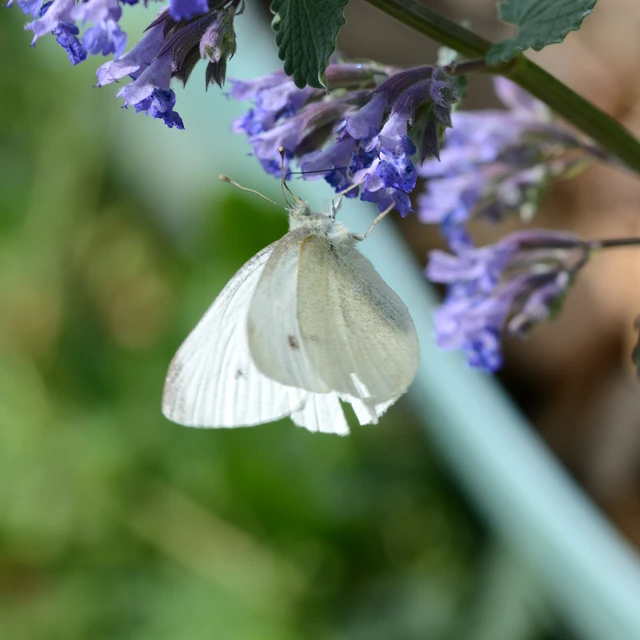 Pieris rapae - répalepke