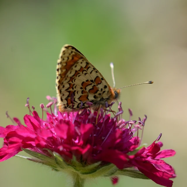 Melitaea trivia - kis tarkalepke