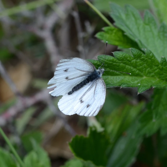 Pieris napi - repcelepke