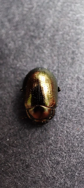 Chrysolina chalcites - homoki levelész Chrysolina chalcites - homoki levelész