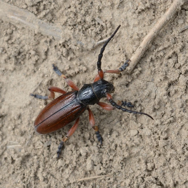 Dorcadion fulvum - barna gyalogcincér