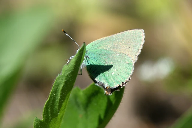 Callophrys rubi - zöldfonákú lepke