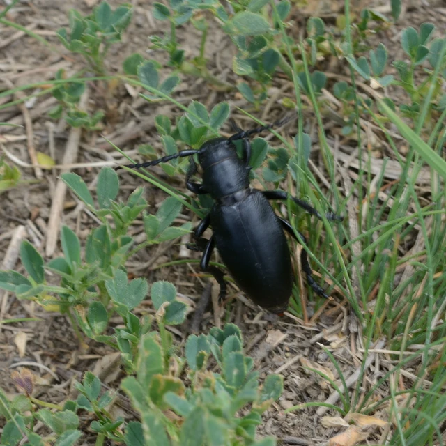 Dorcadion aethiops - fekete gyalogcincér Dorcadion aethiops - fekete gyalogcincér