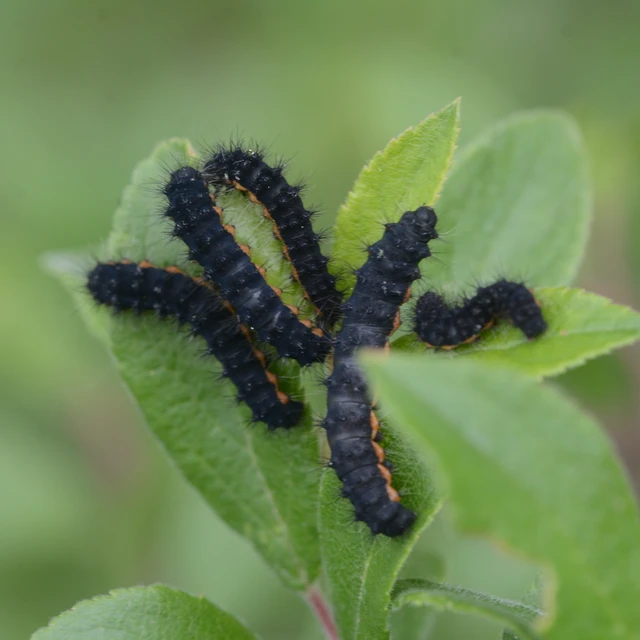 Saturnia pavoniella/pavonia