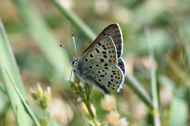 Lycaena tityrus - barna tűzlepke