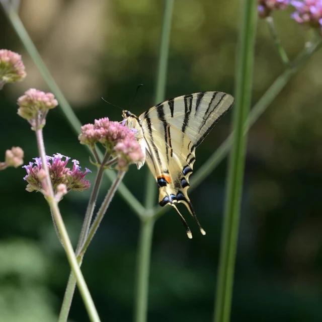 Iphiclides podalirius - kardoslepke