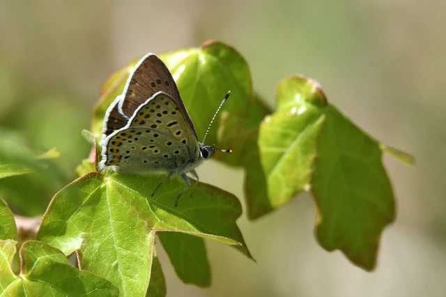 Lycaena tityrus - barna tűzlepke
