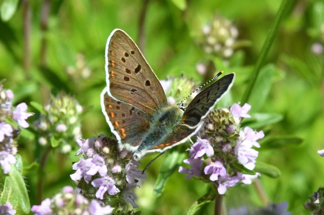 Lycaena tityrus - barna tűzlepke