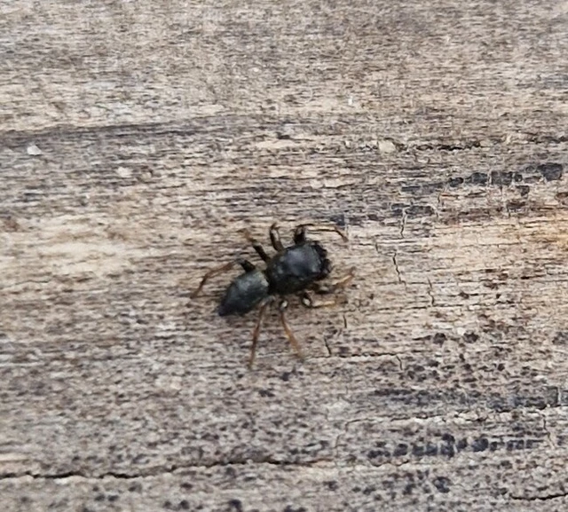 Heliophanus
