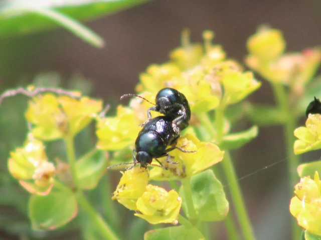 Cryptocephalus violaceus - sötétkék zömökbogár Cryptocephalus violaceus - sötétkék zömökbogár
