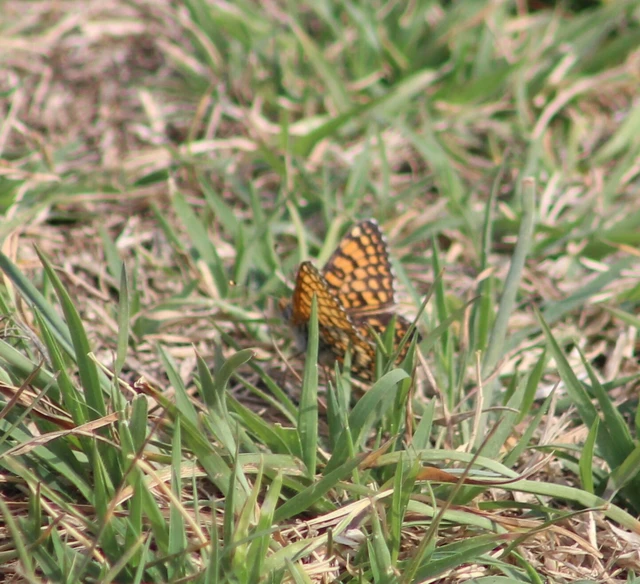 Melitaea cinxia - réti tarkalepke
