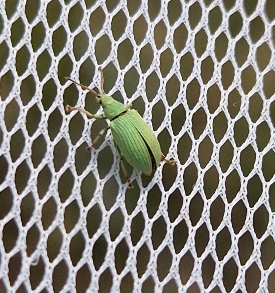 Phyllobius virideaeris - halványzöld levélormányos