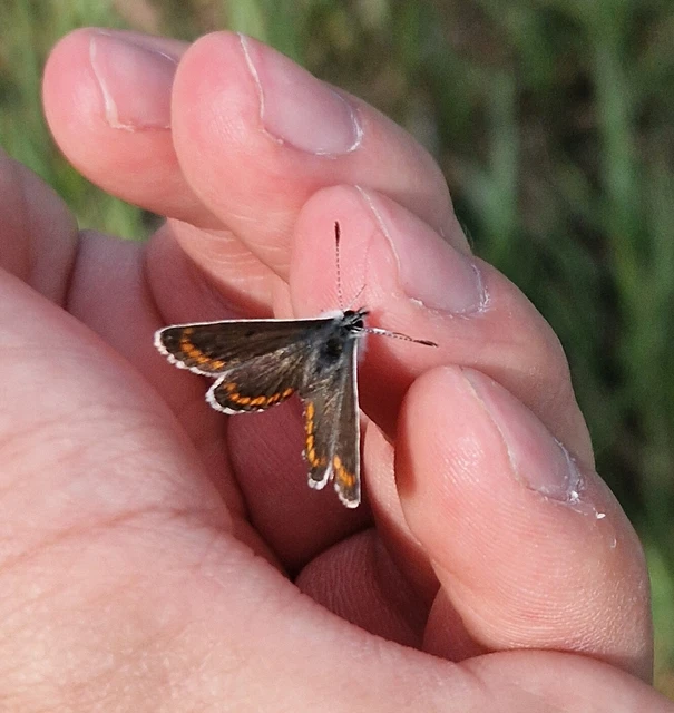 Aricia agestis - szerecsenboglárka