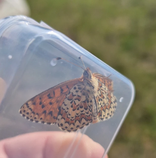 Melitaea trivia - kis tarkalepke