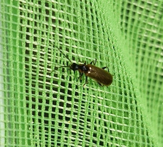 Rhagonycha nigriventris - feketecombú lágybogár Rhagonycha nigriventris - feketecombú lágybogár