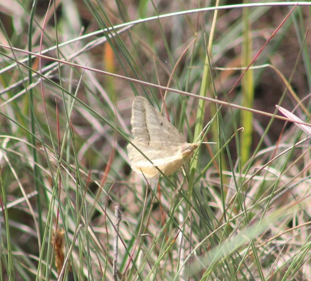 Tephrina arenacearia - lucerna-araszoló