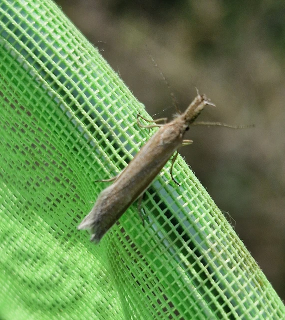 Pleurota