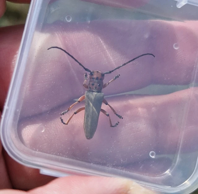 Phytoecia argus - árgusszemű cincér