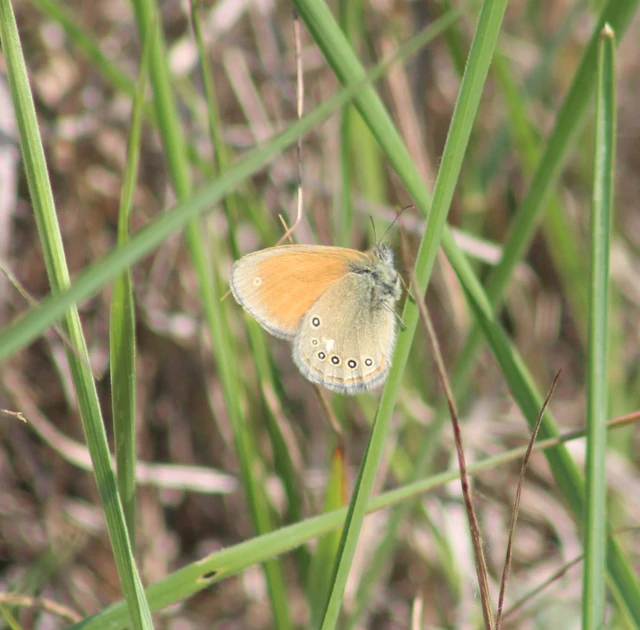 Coenonympha glycerion - közönséges szénalepke