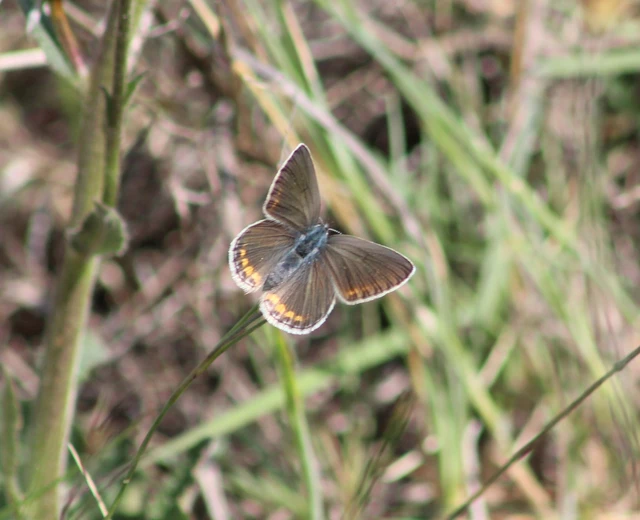 Polyommatus icarus - közönséges boglárka