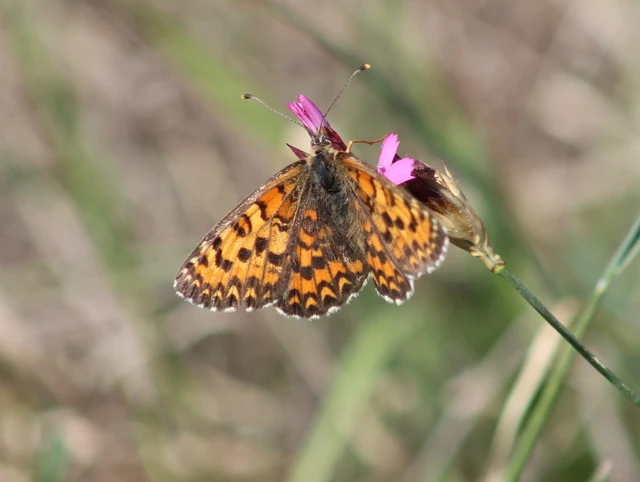 Melitaea trivia - kis tarkalepke