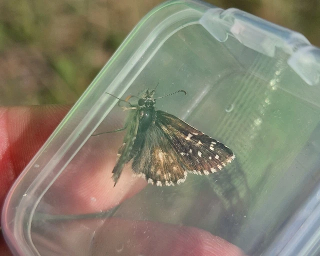 Pyrgus armoricanus - feles busalepke
