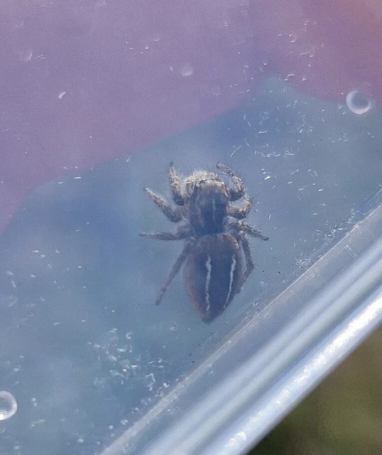 Philaeus chrysops - piros ugrópók