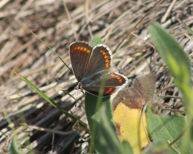 Aricia agestis - szerecsenboglárka