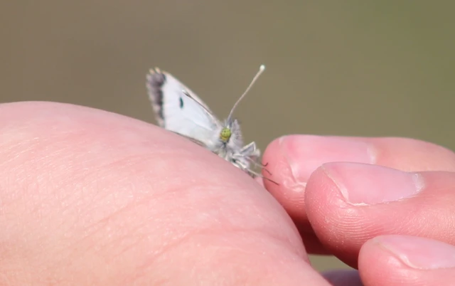 Anthocharis cardamines - hajnalpírlepke