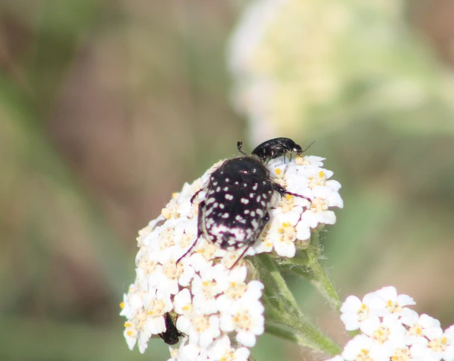 Oxythyrea funesta - sokpettyes virágbogár