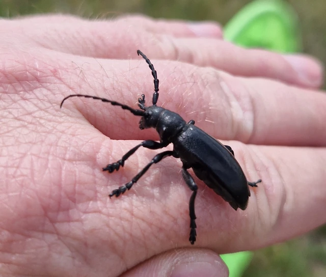 Dorcadion aethiops - fekete gyalogcincér Dorcadion aethiops - fekete gyalogcincér