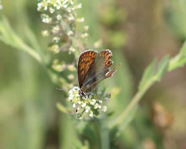 Lycaena tityrus - barna tűzlepke