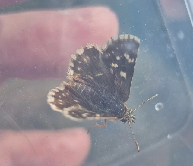Spialia orbifer - törpe busalepke