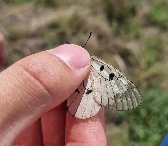 Parnassius mnemosyne - kis apollólepke