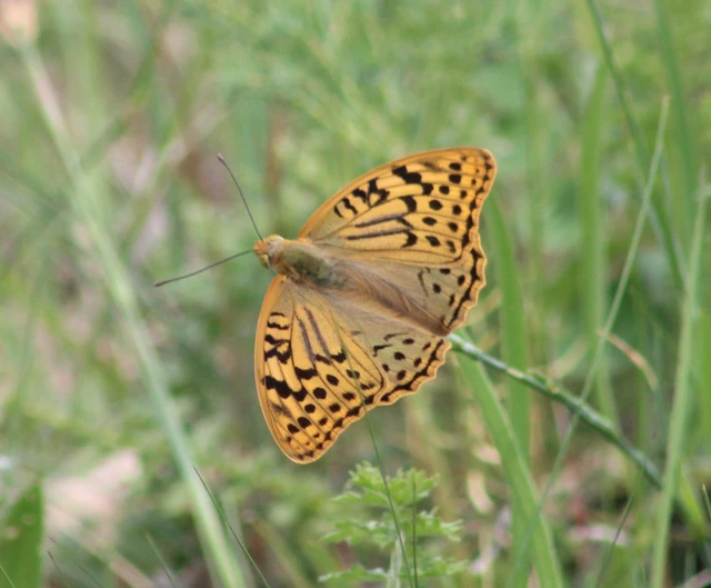 Argynnis pandora - zöldes gyöngyházlepke