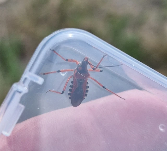 Rhynocoris iracundus - közönséges gyilkospoloska