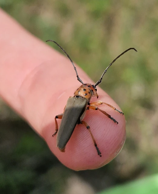 Phytoecia argus - árgusszemű cincér