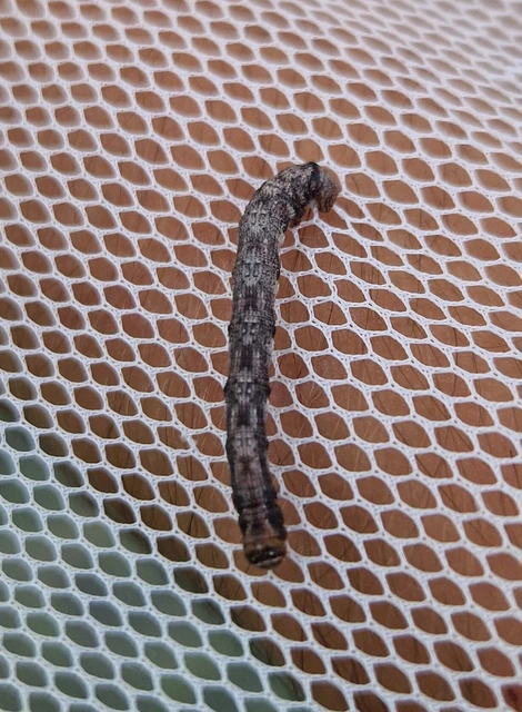 Agriopis