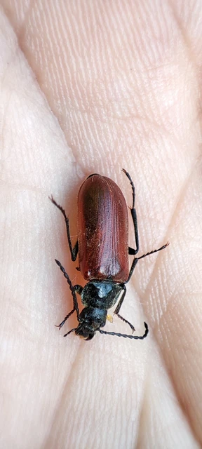 Omophlus Omophlus