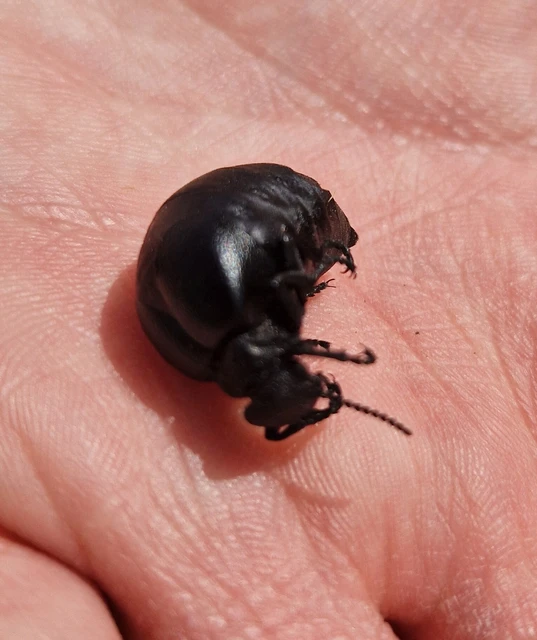 Meloe scabriusculus - érdes nünüke