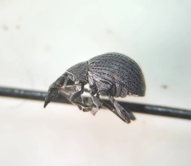 Oxystoma craccae - kaszanyügbükköny-cickányormányos