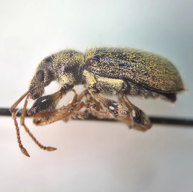 Phyllobius betulinus - változékony levélormányos